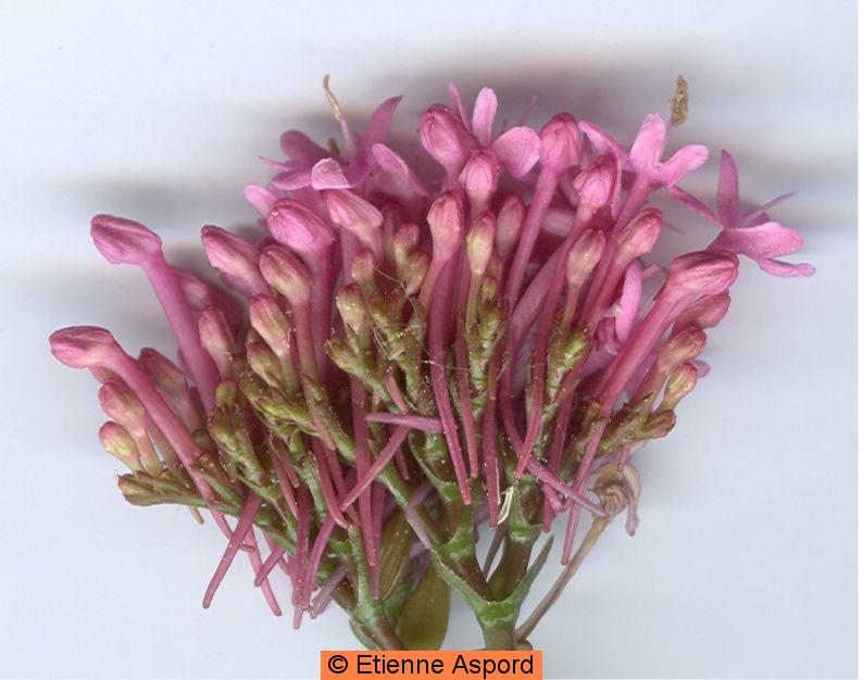 centranthus ruber